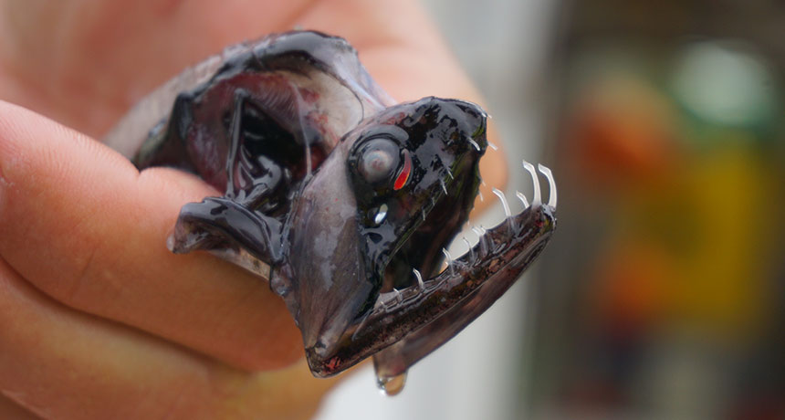 dragonfish teeth