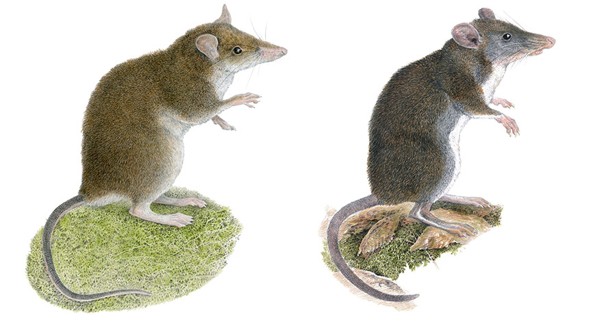 Rhynchomys rats