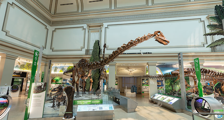 Diplodocus in Smithsonian fossil hall