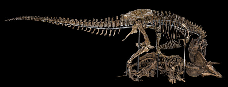 triceratops t rex fight fossil