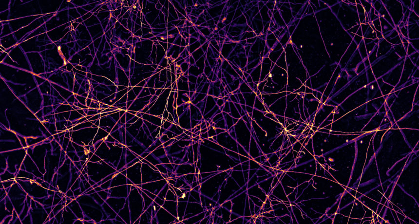 fungi network