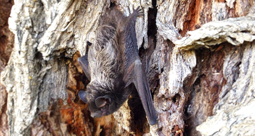 Bats are the main cause of rare rabies deaths in the .