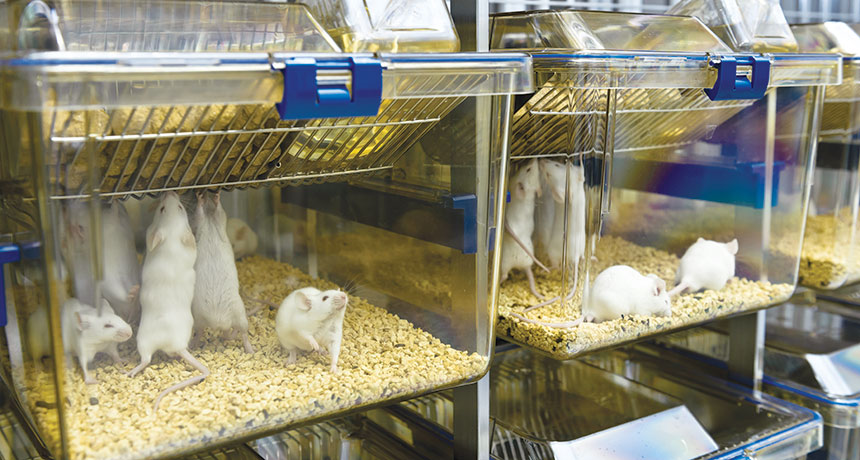 male mice in cages in a lab setting