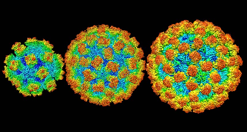 norovirus strains