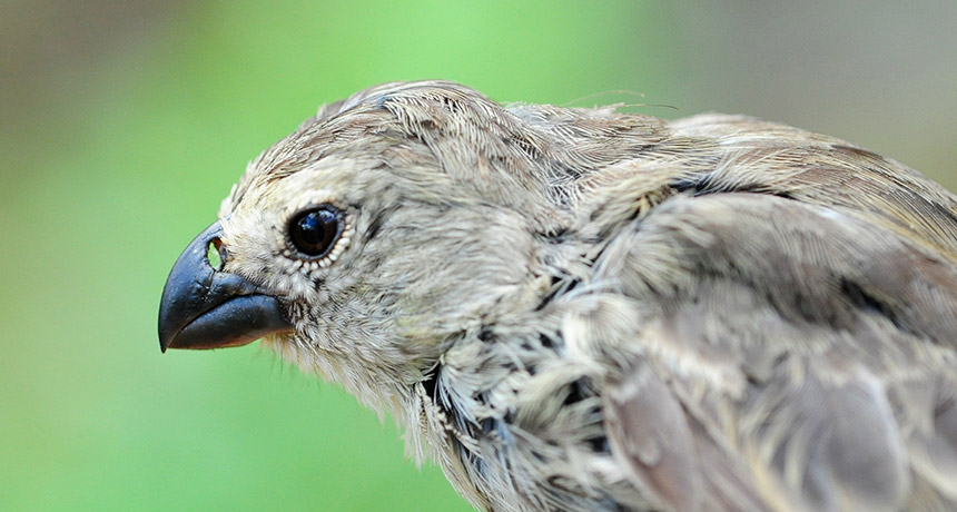 tree finch