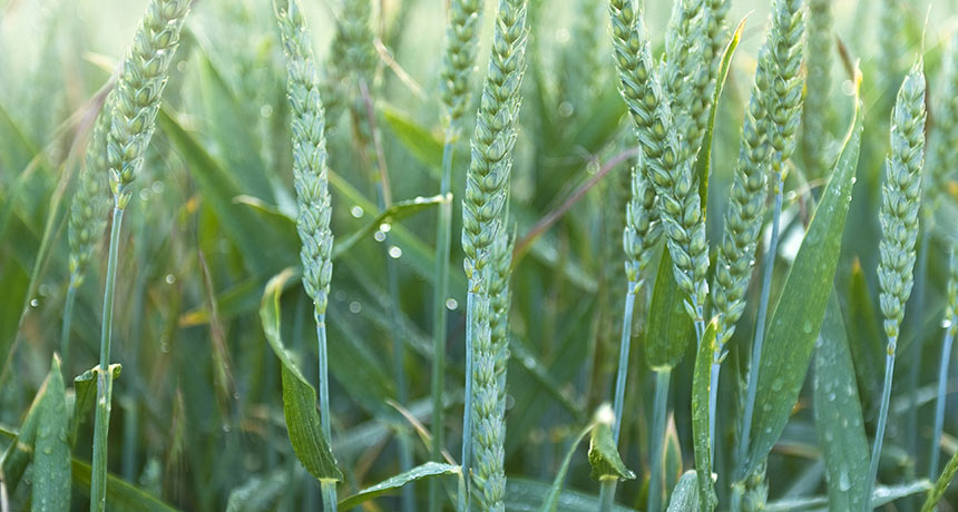 wheat dew
