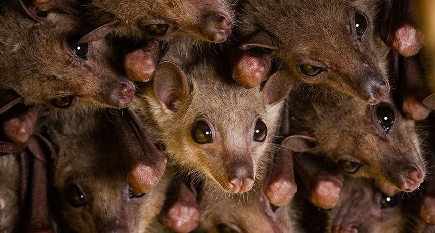 bats