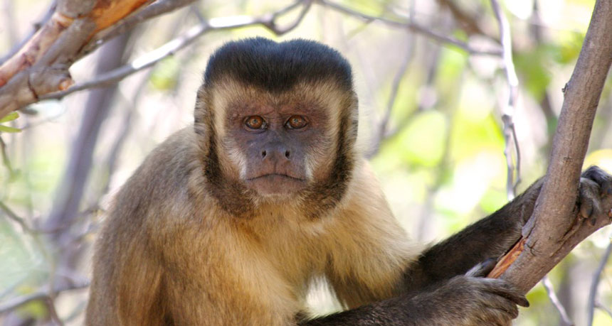 capuchin monkey