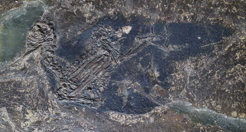 Eocoracias brachyptera bird fossil