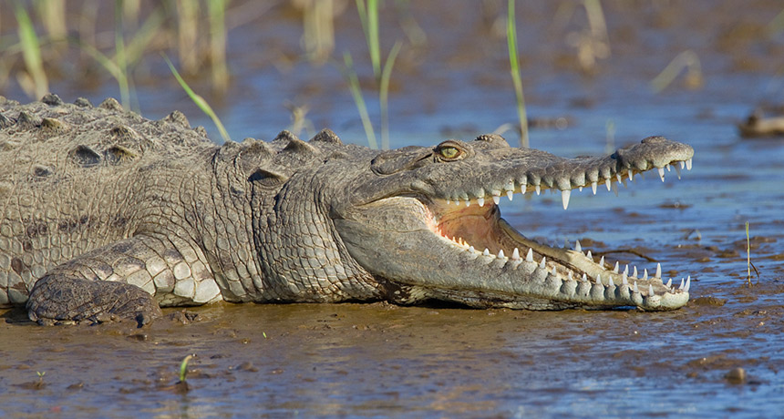a photo of a crocodile with its mouth open