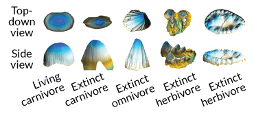 scans of crocodile teeth