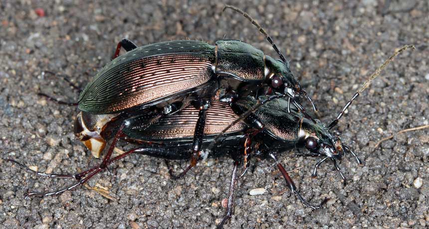 Ground Beetle Genitals Could Get Strange But Dont Science News 