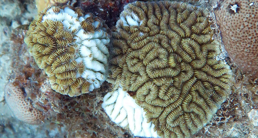 maze corals with lesions
