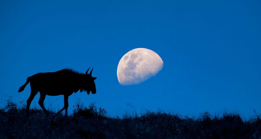 How The Moon S Light Affects Animals Science News