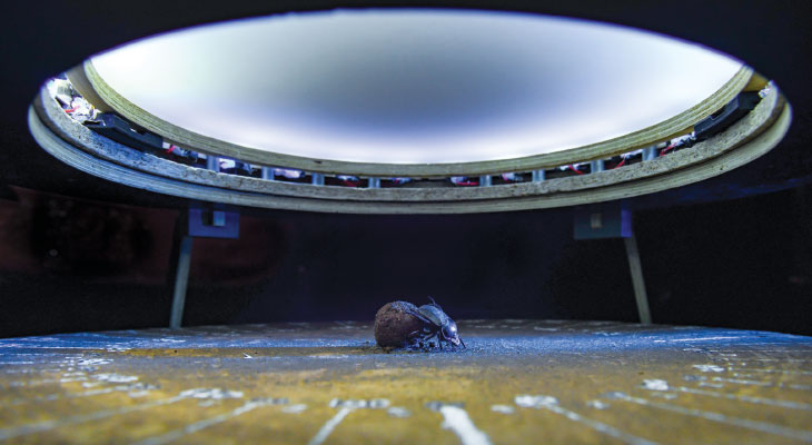 dung beetle