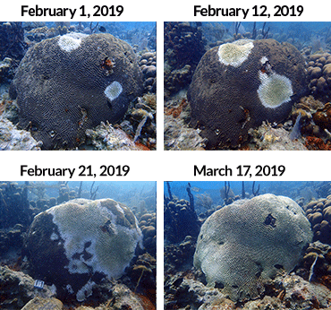 A mysterious coral disease is ravaging Caribbean reefs
