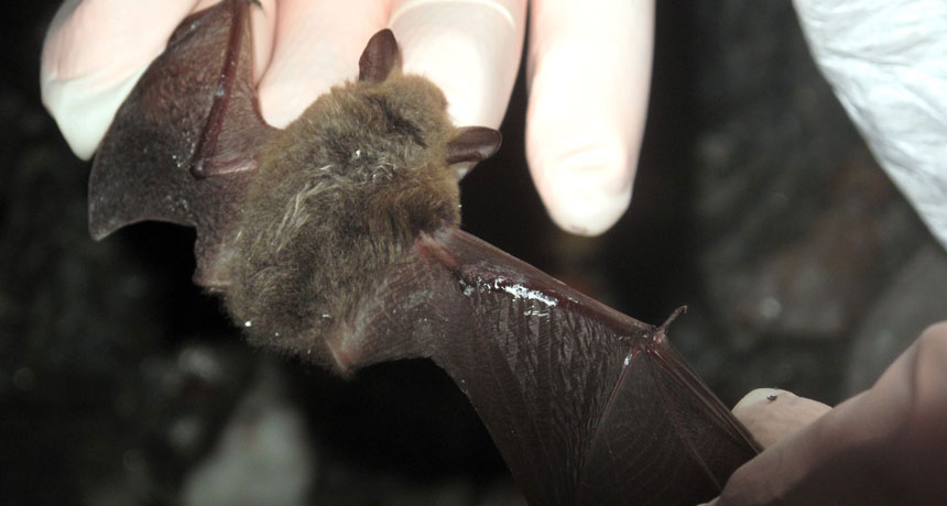 bat with WNS