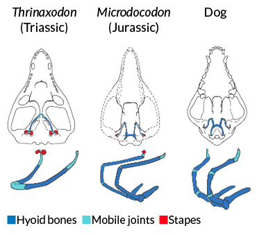 ancestral jaws