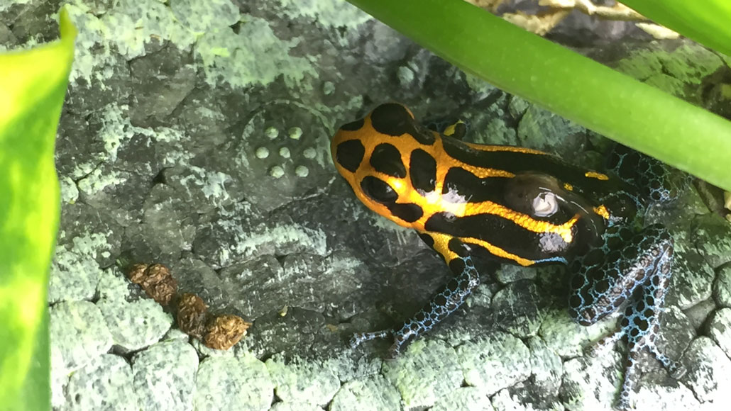 mimic poison frog