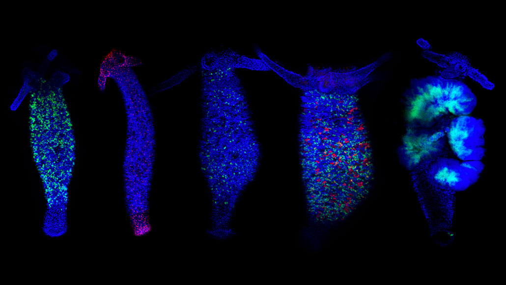 Mapping how hydra regrow cells may demystify regeneration | Science News Mapping how hydra regrow cells may demystify regeneration | Science News