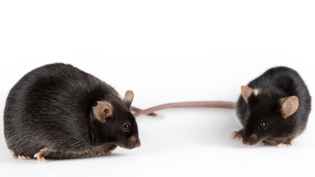 mice