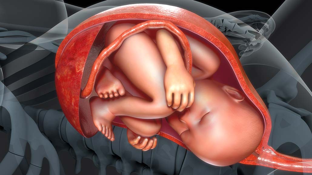 developing fetus illsutration