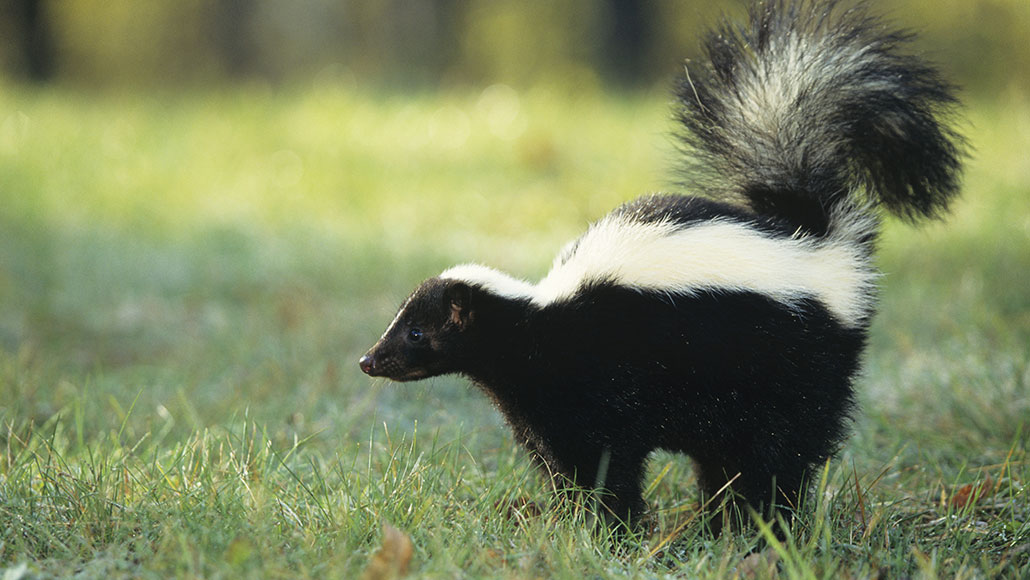A fungus makes a chemical that neutralizes the stench of skunk spray
