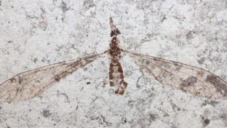 crane fly fossil