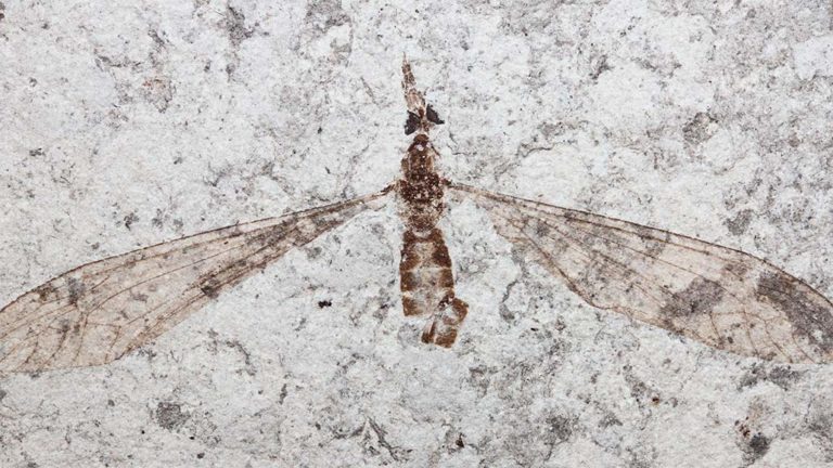 crane fly fossil