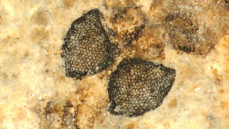 crane fly eye fossils