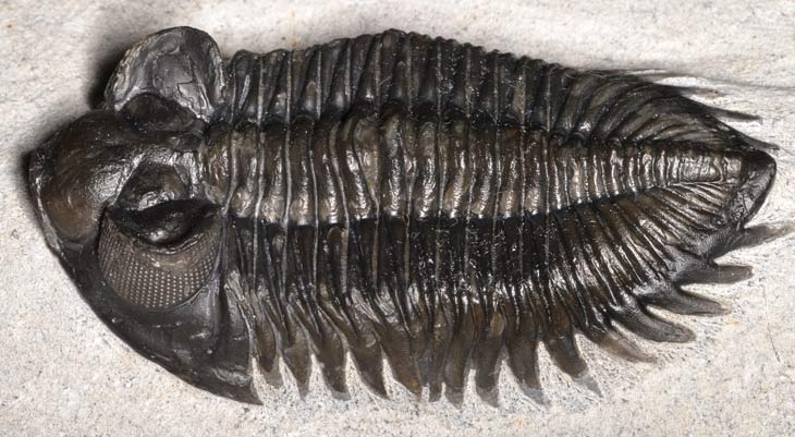 Fly fossils might challenge the idea of trilobites' crystal eyes | Science  News