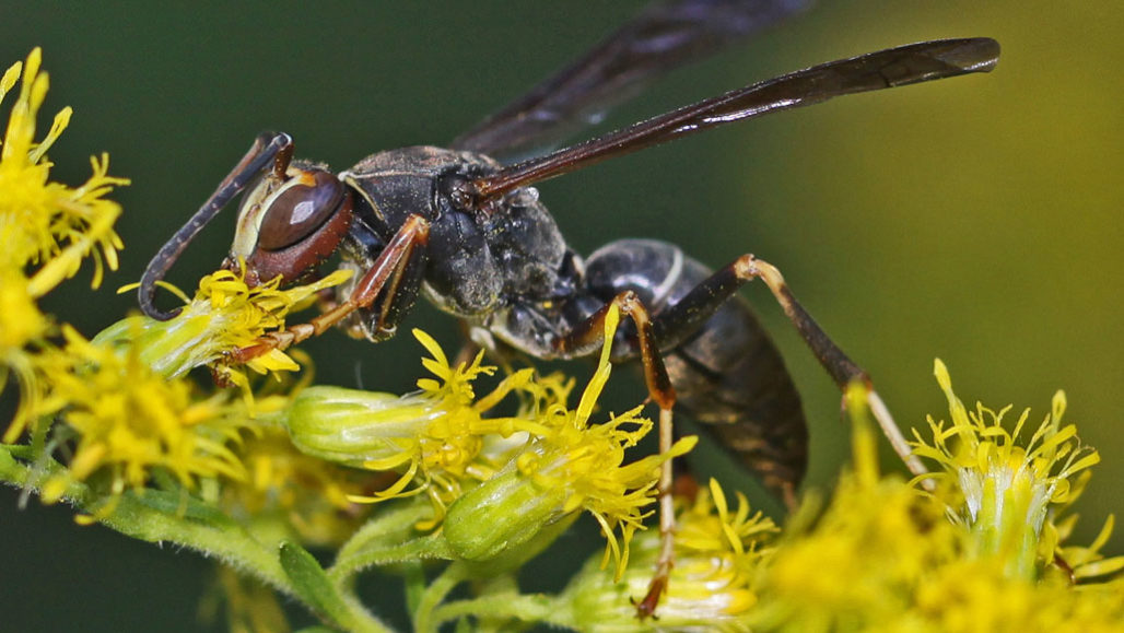 Big and bold wasp queens may create more successful colonies Science News