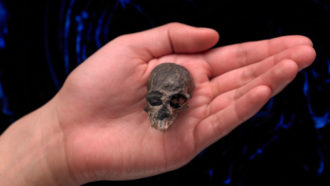Primate skull in hand