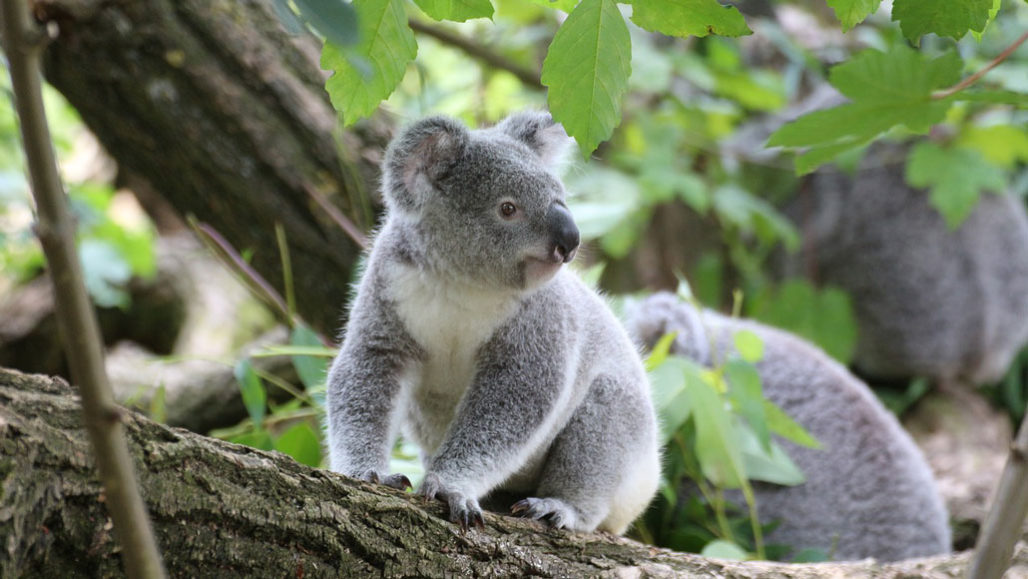 Fecal Transplants Might Help Make Koalas Less Picky Eaters