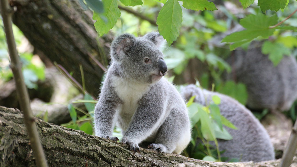 Fecal transplants might help make koalas less picky eaters