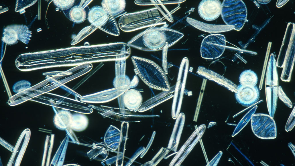 Ocean acidification could weaken diatoms' glass houses | Science News