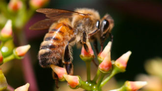 forager bees