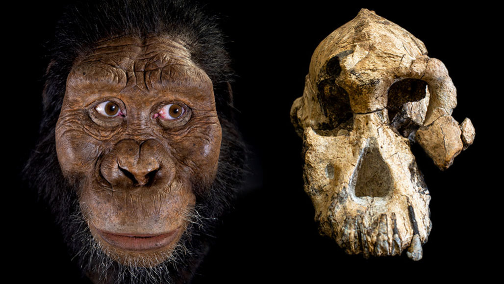 hominid skull reconstruction