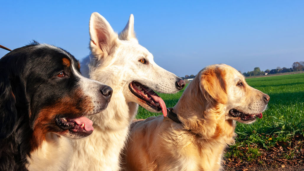 Dog breeds' brains have different shapes due to human meddling | Science  News