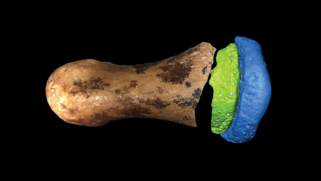 Denisovan finger bone