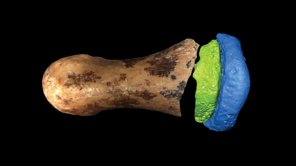 First known fossil of a Denisovan skull discovered in cave Science News