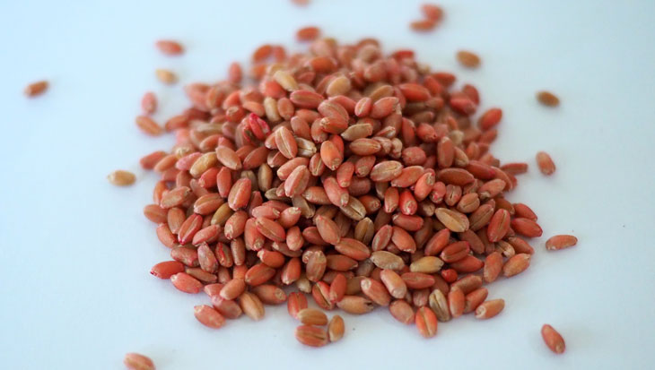 seeds