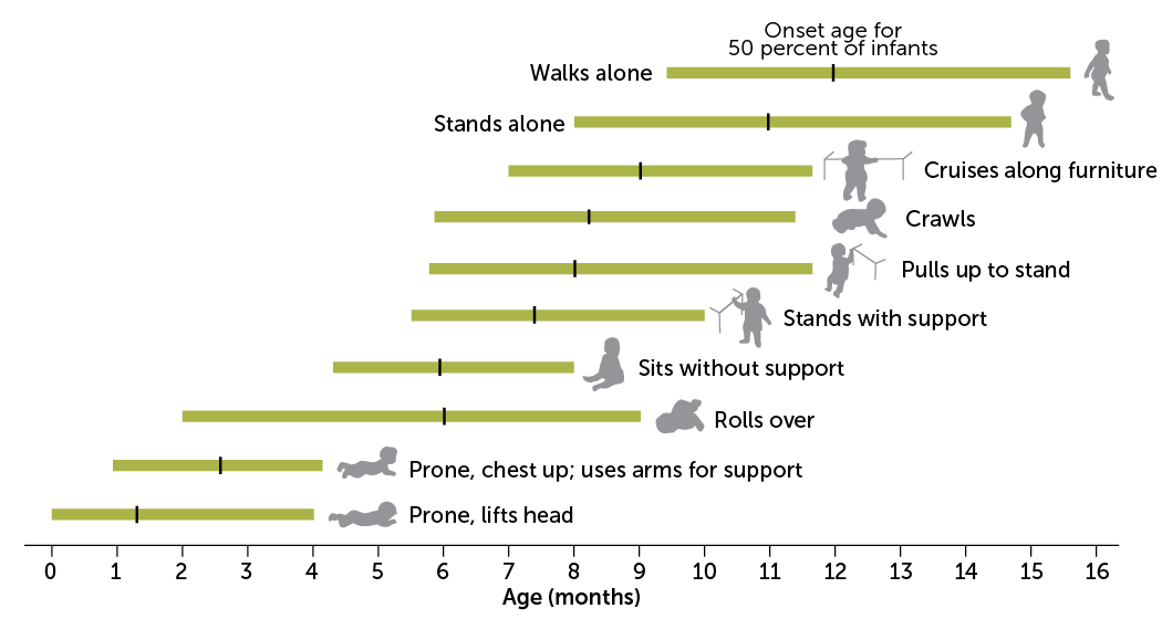 Infant Development Chart First 18 Months