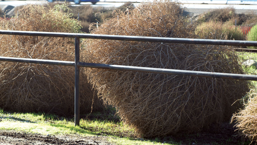 tumbleweed western store