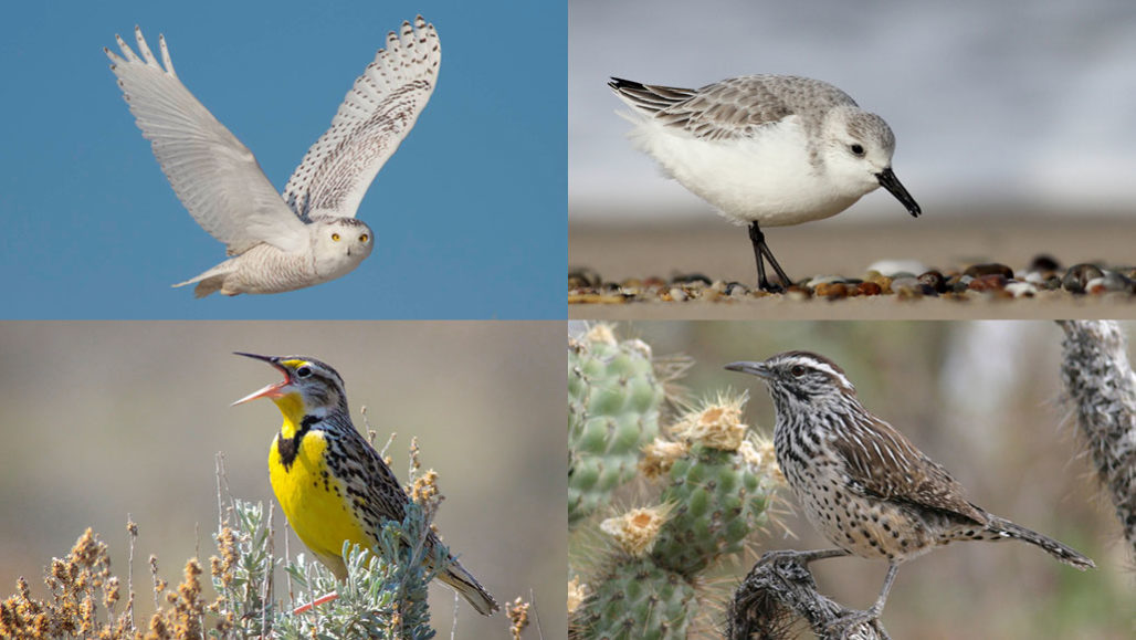 snowy owls, sanderlings, cactus wrens and Western meadowlarks