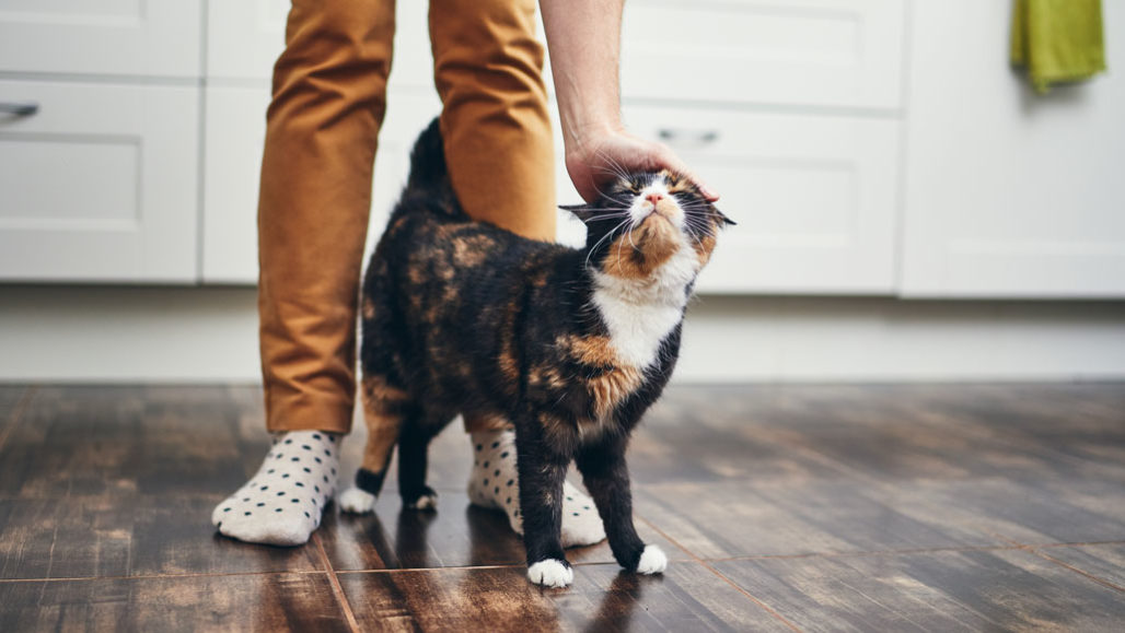 cat rubbing up against owner's legs