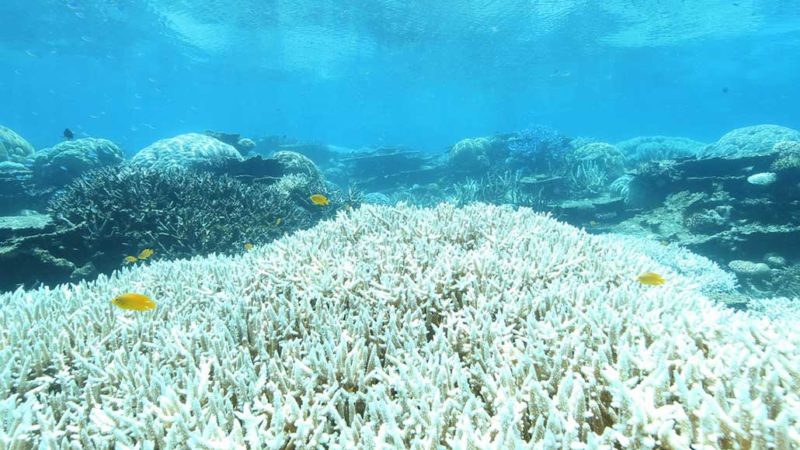 Great Barrier Reef coarl bleaching