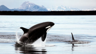 orca jumping