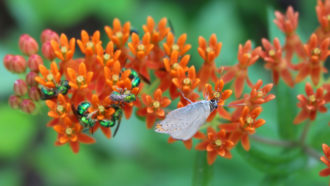 butterfly milkweed