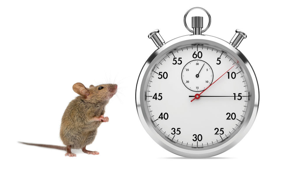 mouse and clock